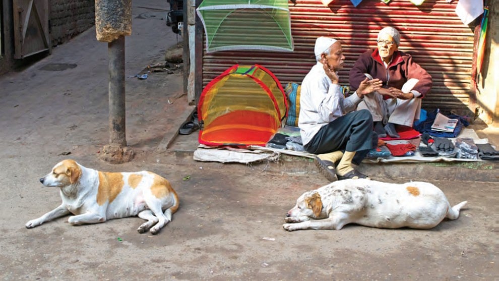 “Surely there is a better way”: Priyanka Gandhi’s plea for humane management of stray dogs