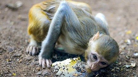 Karnataka: 20 monkey carcasses found, poisoning suspected