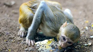 Karnataka: 20 monkey carcasses found, poisoning suspected