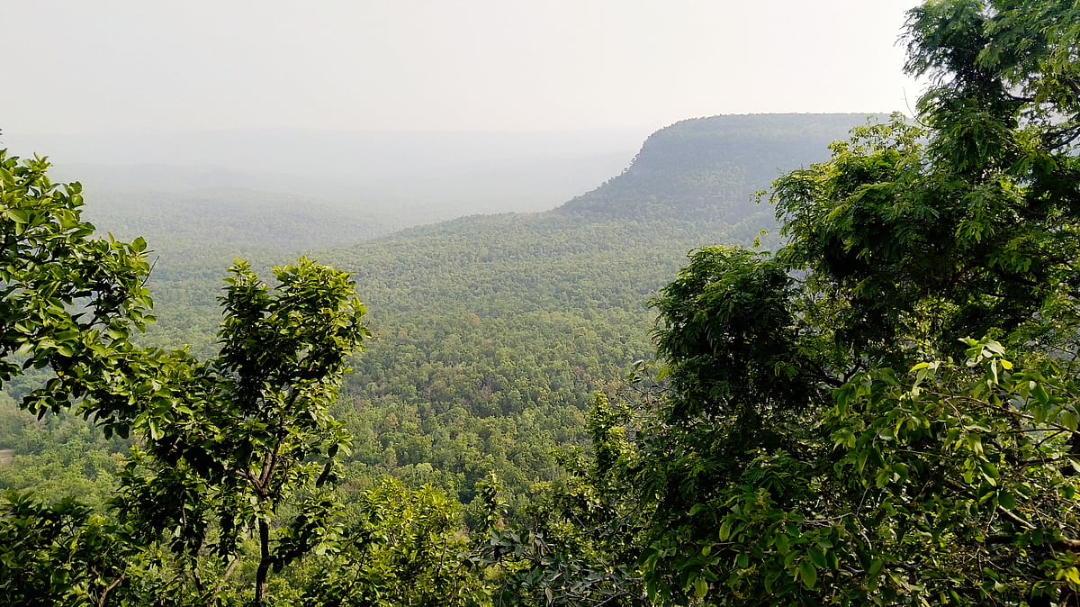 India rises to 9th globally in forest area, but critics question real gains