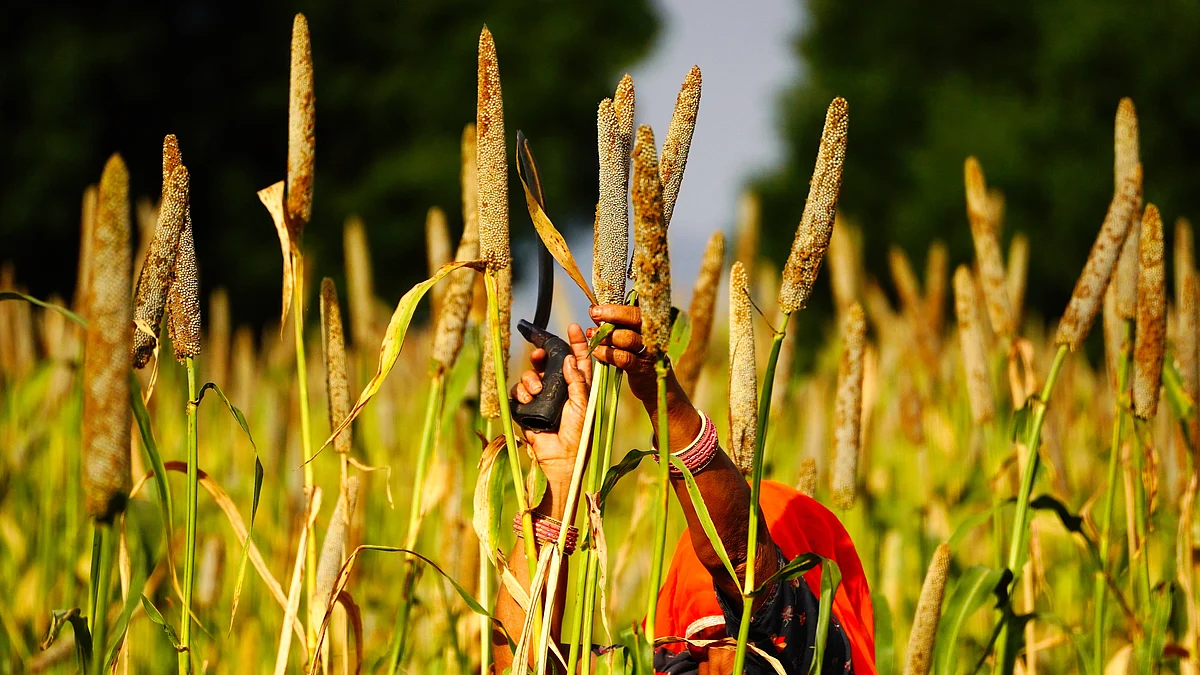 A farmer harvests millet (file photo)