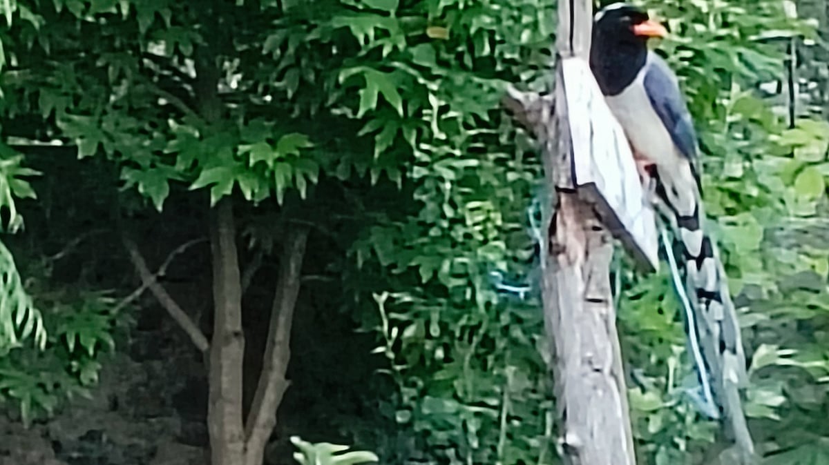 A long-tailed Himalayan magpie (photo: author)