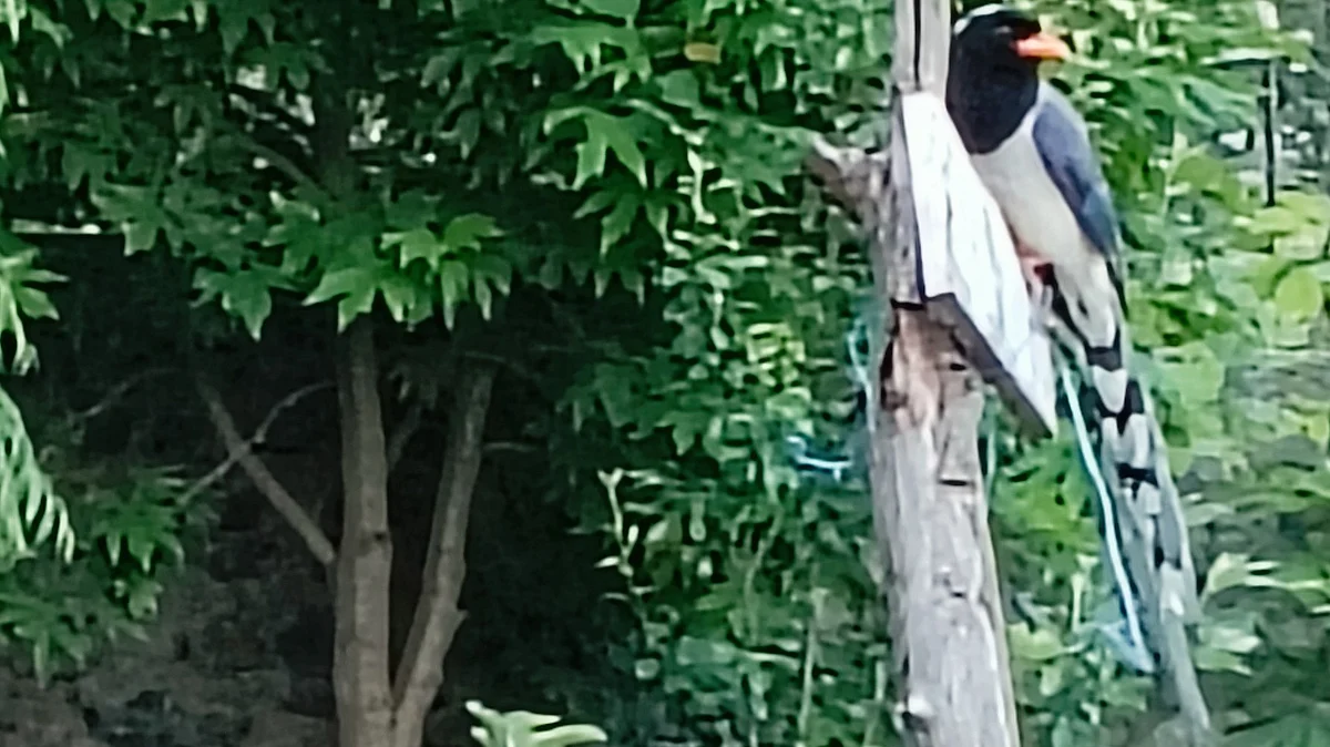 A long-tailed Himalayan magpie (photo: author)