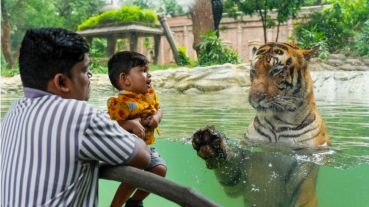 Tiger population in Kaziranga increases by 44 in 2 years to reach 148: Report