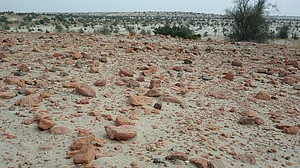 Researchers unearth first confirmed Harappan settlement in Thar Desert
