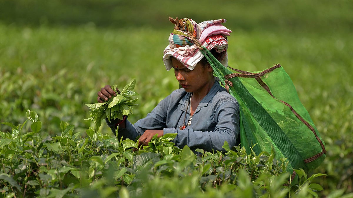 Why is India’s tea production taking a dip, dip, dip?