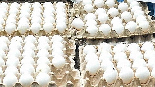 US tariffs leave Rs 20 crore egg consignment stranded in TN’s Namakkal
