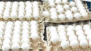 US tariffs leave Rs 20 crore egg consignment stranded in TN’s Namakkal
