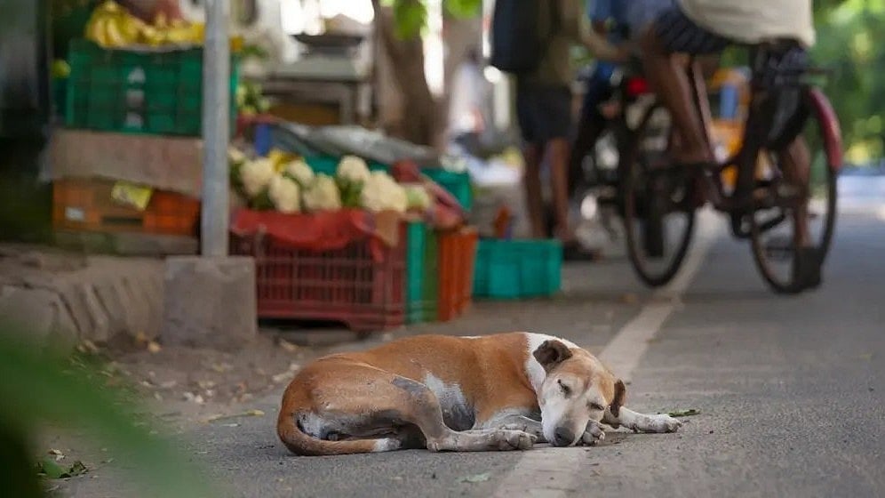 Supreme Court orders all stray dogs in Delhi NCT must be held in shelters