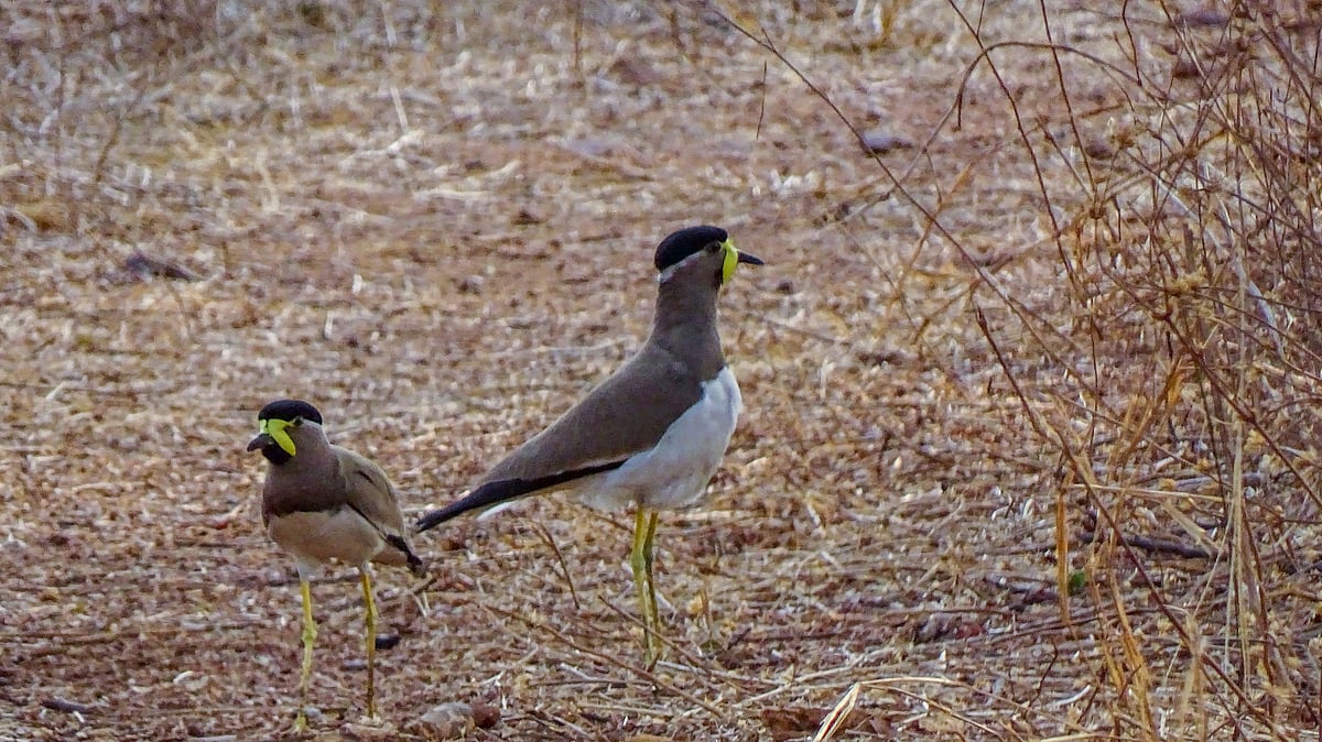 Extreme heat shearing tropical bird populations in half in places: Study