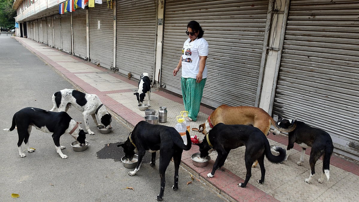Animal activists have urged SC to review the decision with 'with love' (NH Archives)