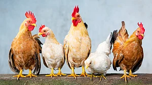 Protesters hold up roosters, chickens to oppose meat ban by Thane civic body