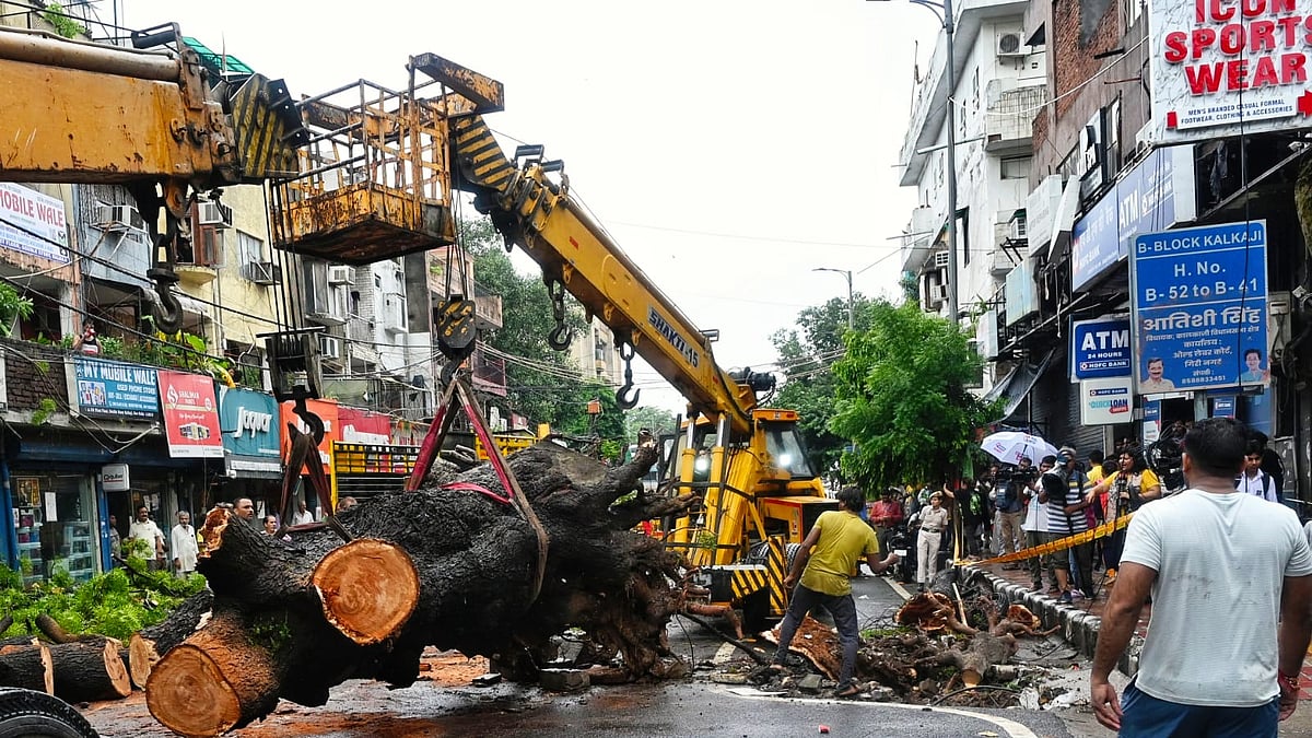 When life-giving trees turn deadly