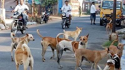 Supreme Court’s stray dog stand finally sparks satisfaction