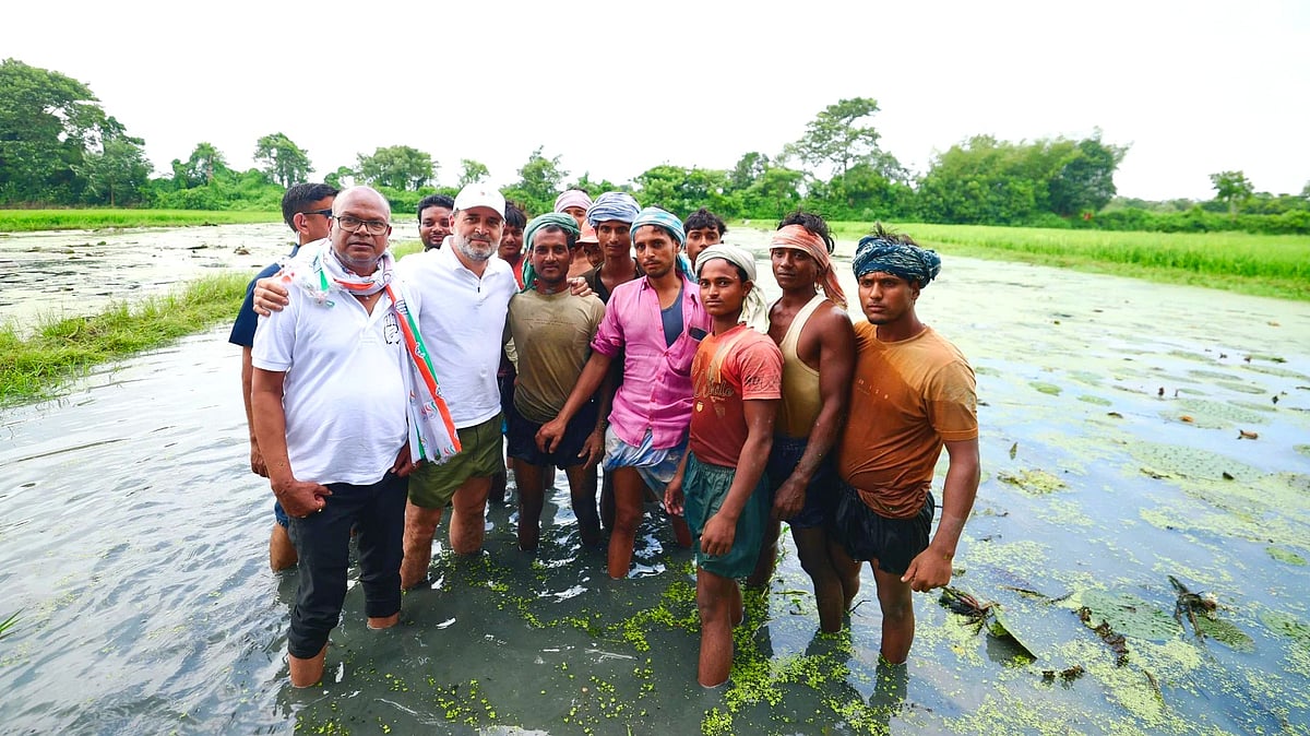 Minting makhana: Rahul Gandhi flags superhuman effort behind superfood