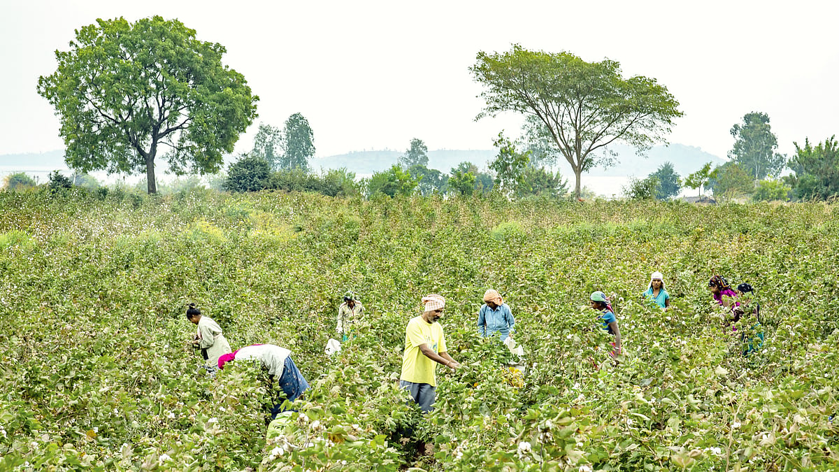 BoB Essential Commodities Index shows deflation, but are gains sustainable?