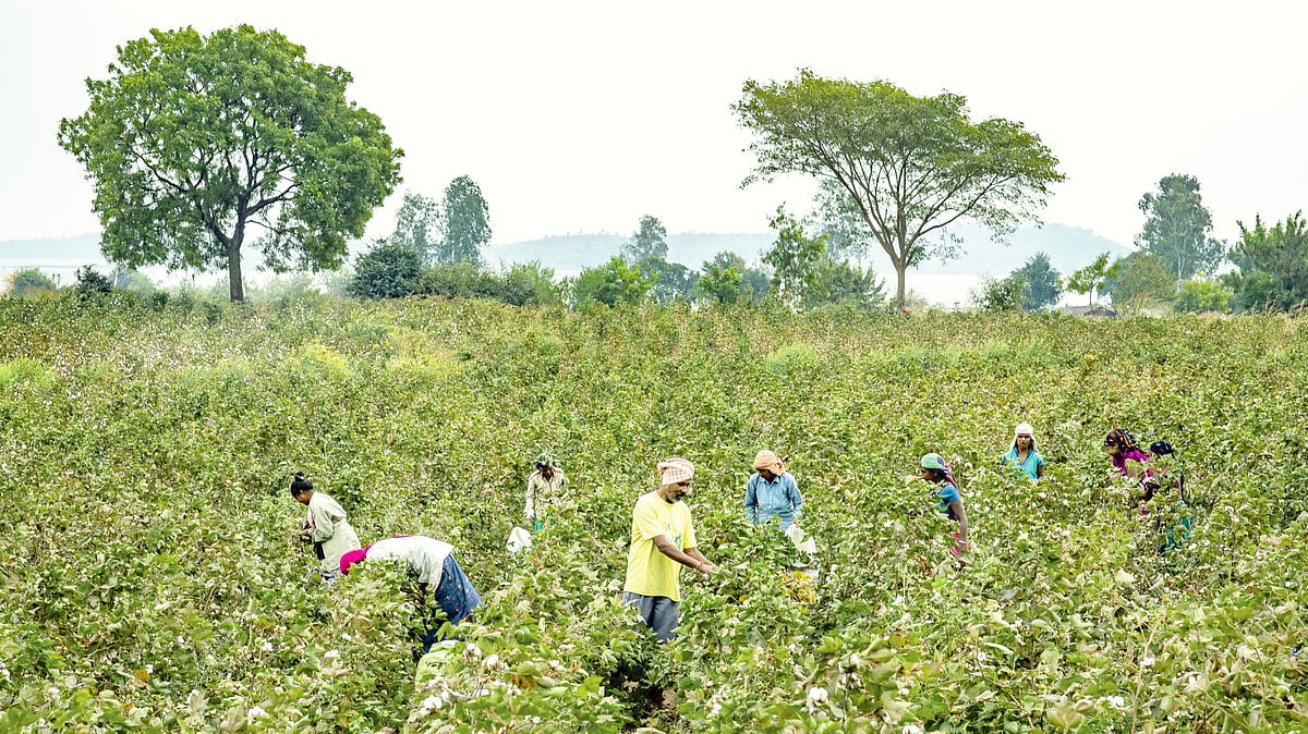 Cotton farmers at work in Gujarat’s Narmada district