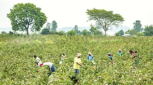 BoB Essential Commodities Index shows deflation, but are gains sustainable?