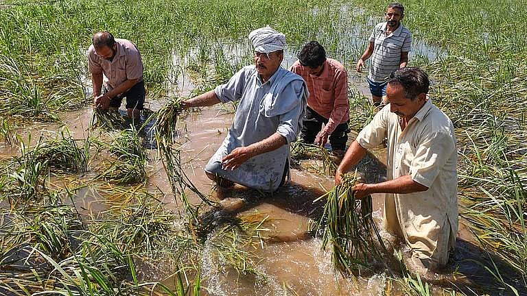 Farmers in Punjab  assess the damage to crops