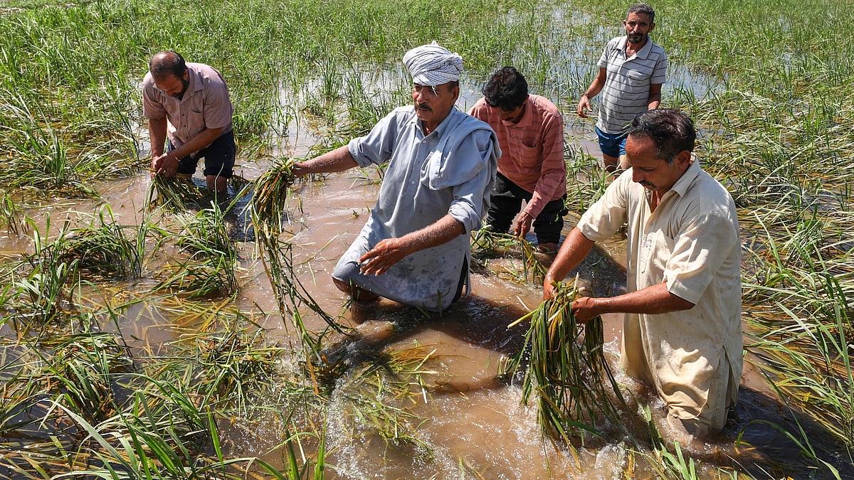 Farmers in Jammu display crops ravaged by floods