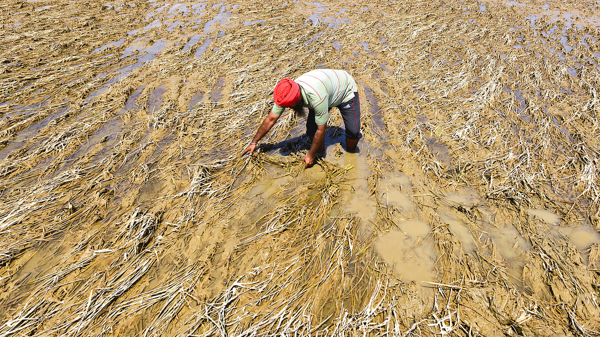 Punjab CM urges Centre to relax paddy procurement norms amid flood damage