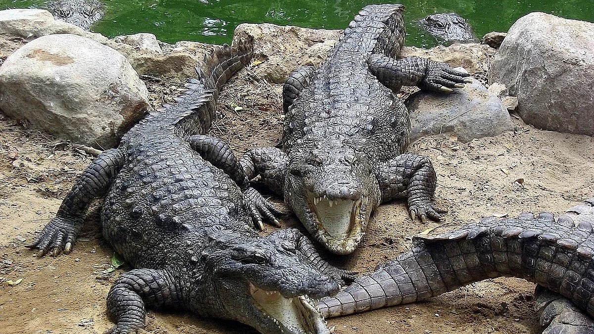 Officials assured the public that the crocodiles posed no risk.