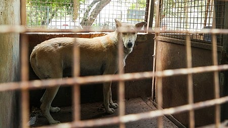 Stray dogs case: We will play video, ask you what is humanity, SC tells petitioner