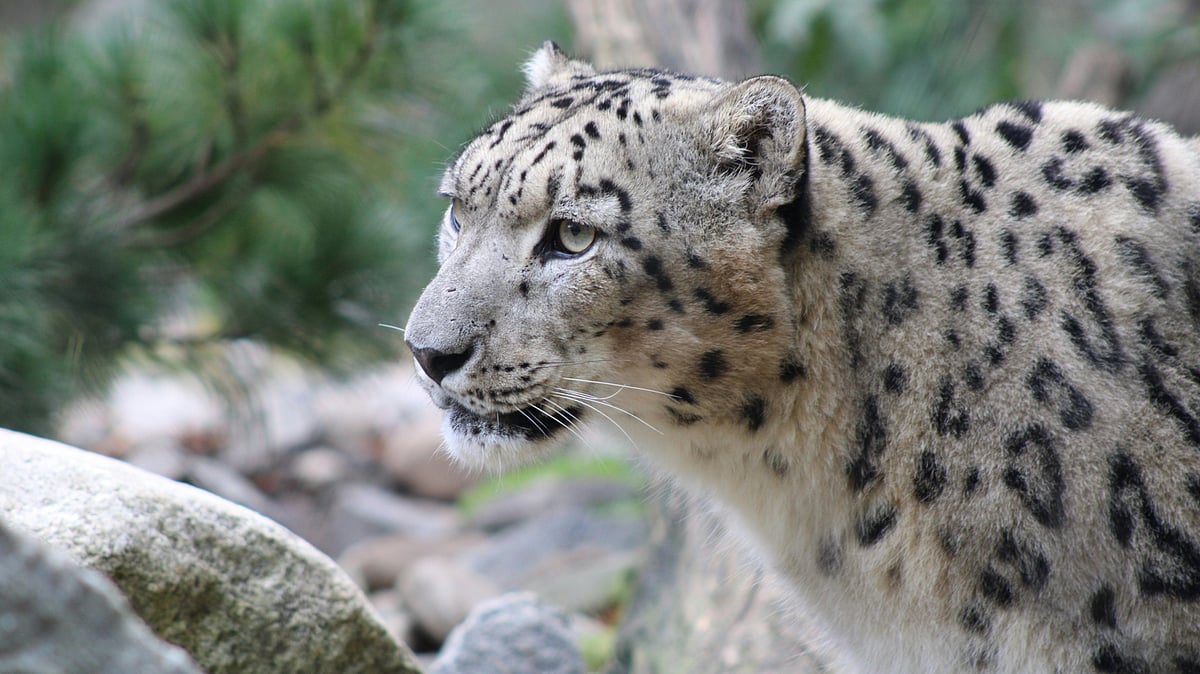 The ghosts have doubled in Himachal’s mountains: Snow leopard count up 62 pc
