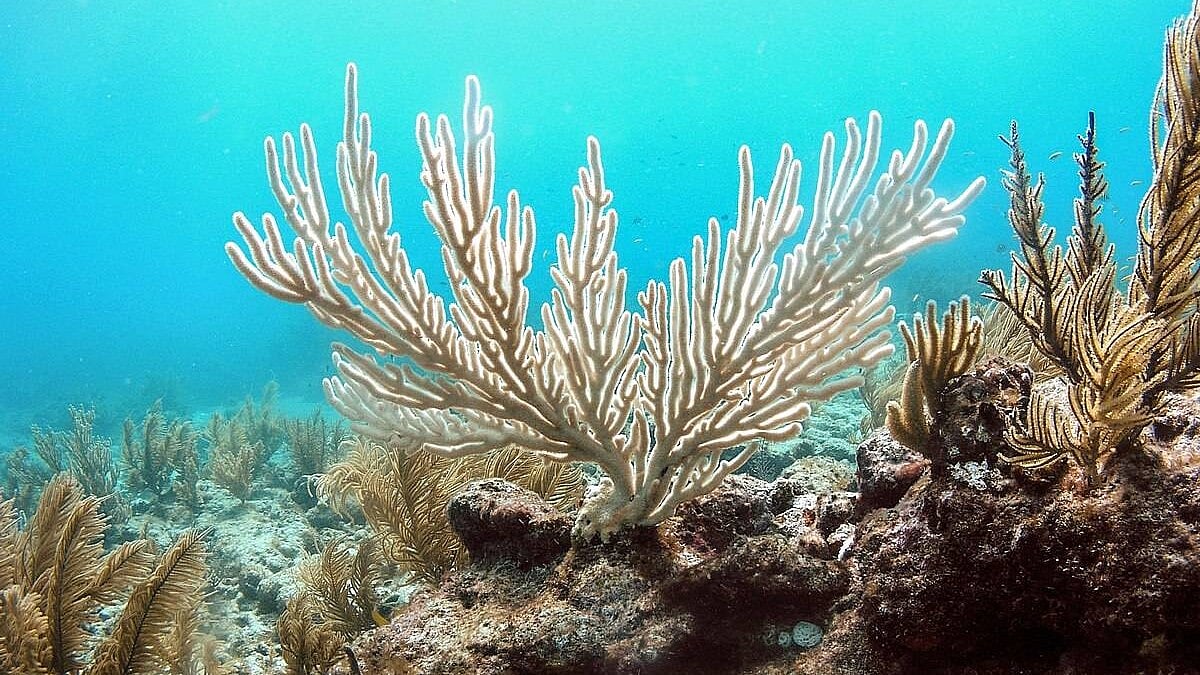 This acidification is significantly altering marine ecosystems.