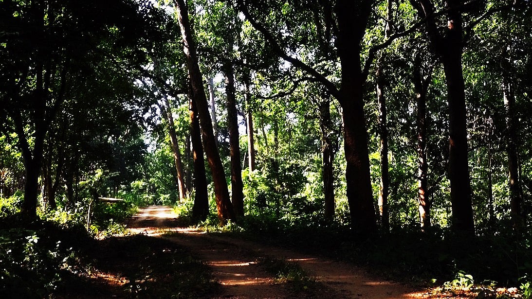 SC gives Jharkhand a week to declare Saranda forests wildlife sanctuary