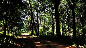 SC gives Jharkhand a week to declare Saranda forests wildlife sanctuary
