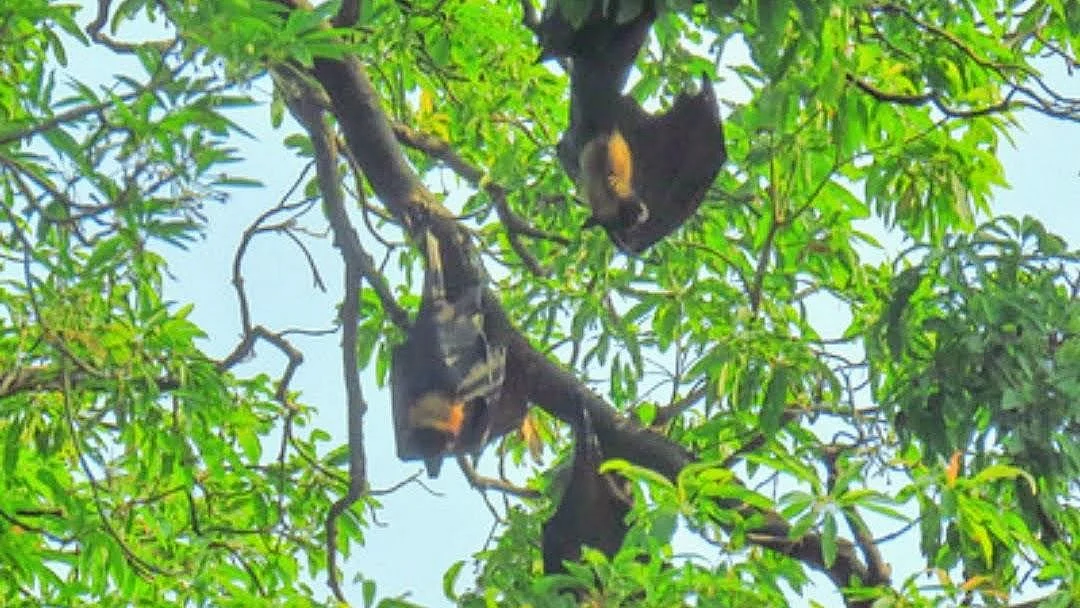 The bats of Perambur