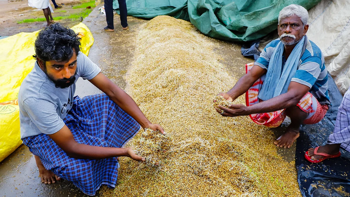 Farmers with grains that began to sprout after being soaked by rain, in Tiruchirappalli