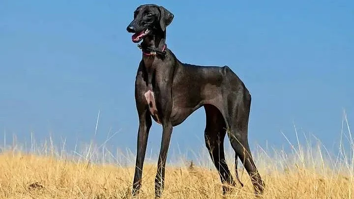 Mudhol hound