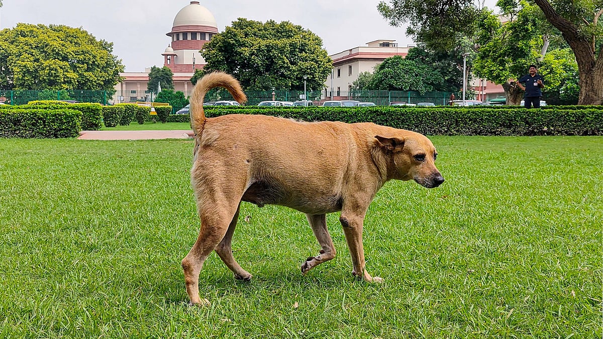 Stray dogs: SC slams states, UTs for not filing compliance affidavits, summons chief secretaries on November 3