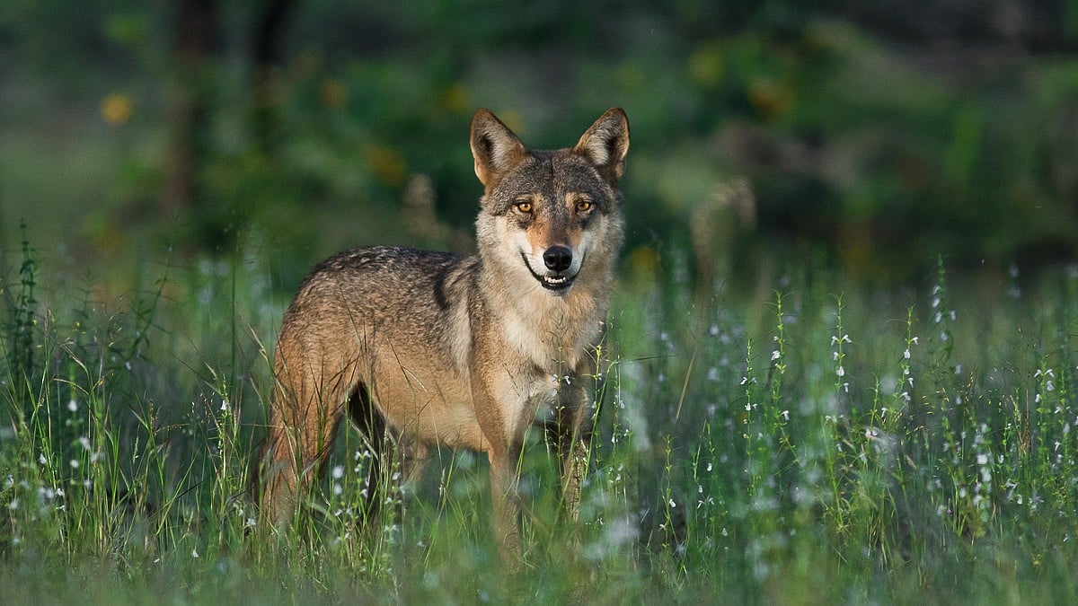 Another suspected wolf attack in Bahraich, 15-month-old girl missing