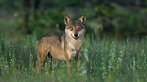 UP: Another suspected wolf attack in Bahraich, 15-month-old girl missing