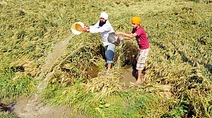 Punjab: Floods, fake grain and failed support