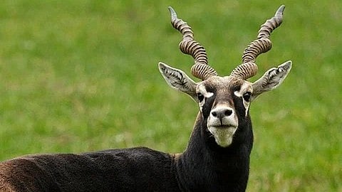 Karnataka blackbuck deaths rise to 31; authorities fear outbreak spreading to nearby villages