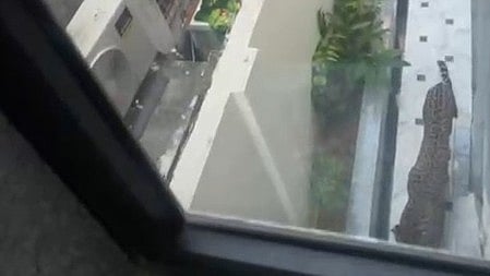 Leopard sighting at Rajasthan minister’s Jaipur bungalow triggers major search operation