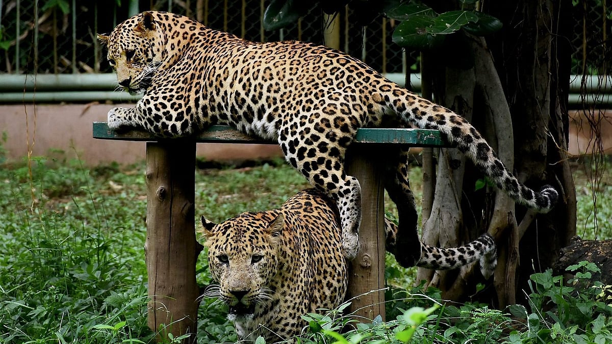 Leopard sighting near Pune airport: Minister proposes use of specialised technology in search operation 