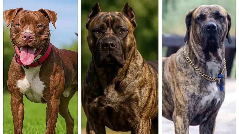 L-R: A pit bull, Presa Canario, and Fila Brasileiro