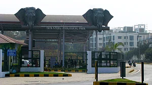 Ten blackbucks die at Jamshedpur zoo, bacterial infection suspected