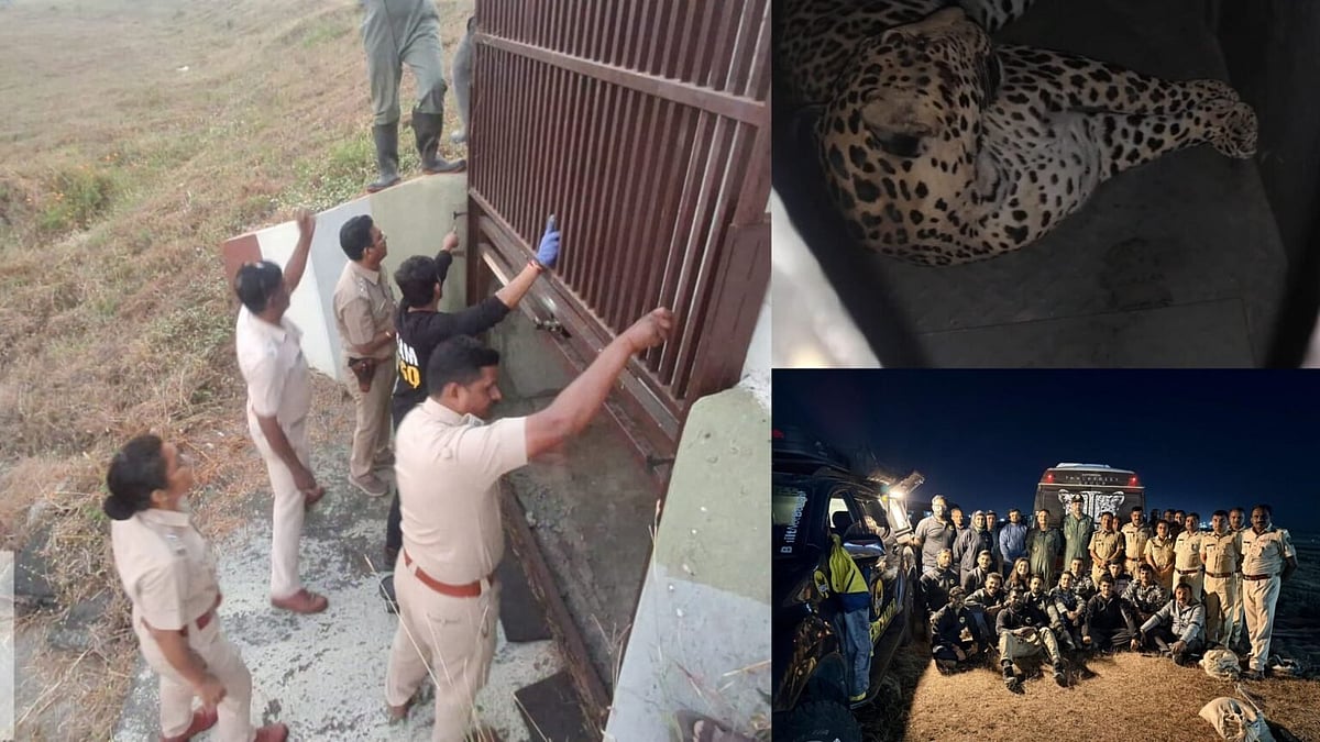 Leopard roaming Pune Airport since April safely captured after tunnel operation