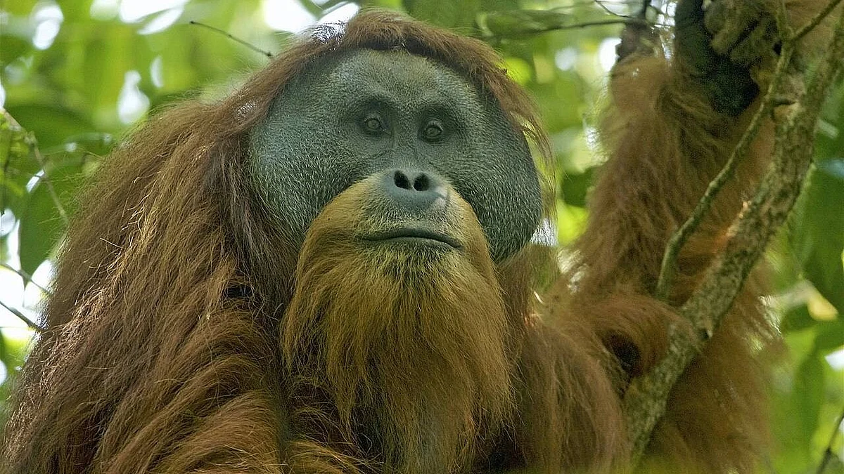 Fewer than 800 individuals were believed to exist in the wild before the disaster.