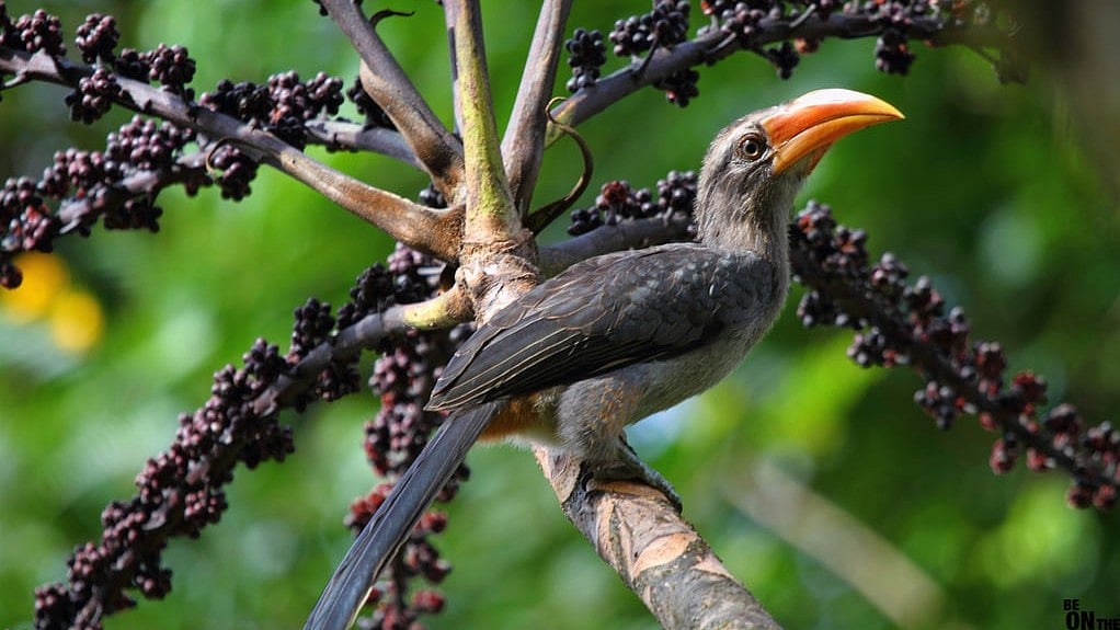 The Malabar grey hornbill, an endemic species in the Western Ghats