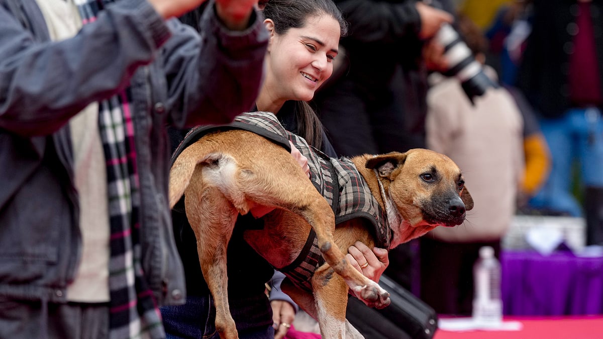 'Not even for humans': SC surprised at level of support for stray dogs