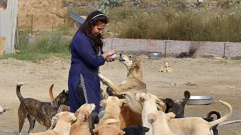 SC talks tough on deaths due to attack by stray dogs, says state must pay compensation for deaths 