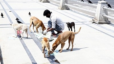 Supreme Court questions attitude of those feeding stray dogs in public places