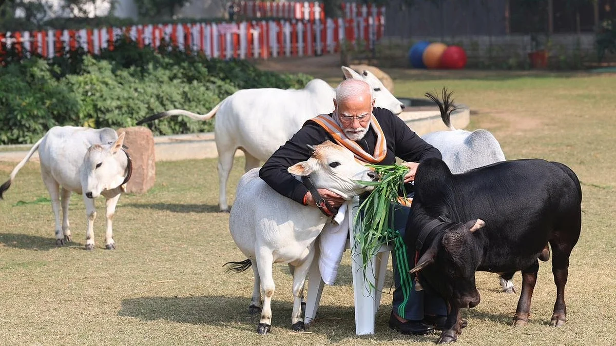 Narendra Modi feeding cows at his official residence, on the occasion of Makar Sankranti, last year.